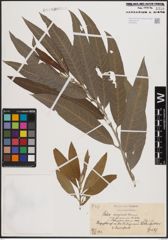 Foto von Salix dasyclados Wimm.